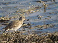Tringa semipalmata semipalmata