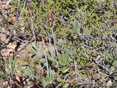 Adromischus sphenophyllus
