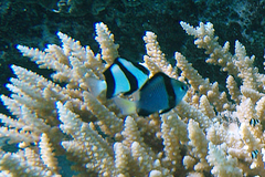 Dascyllus flavicaudus
