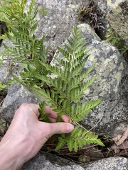 Davallia solida pyxidata