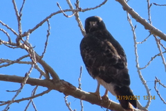 Buteo jamaicensis