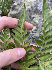 Davallia solida pyxidata