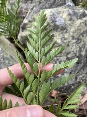 Davallia solida pyxidata