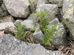 Davallia solida pyxidata