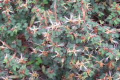 Calliandra conferta