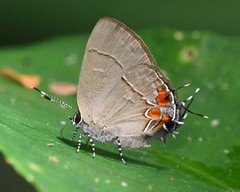 Calycopis cerata
