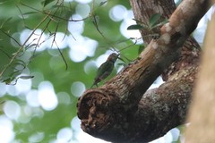 Psilopogon duvaucelii