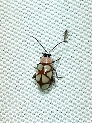 Omophoita magniguttis