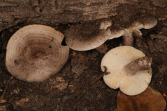 Lactarius cinereus