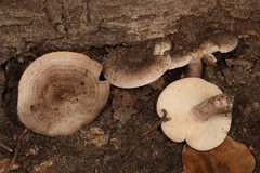 Lactarius cinereus