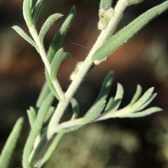 Malacocera tricornis