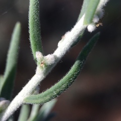 Malacocera tricornis