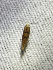 Argyresthia alternatella