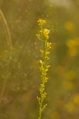 Solidago gracillima