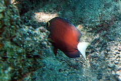 Ctenochaetus flavicauda