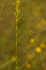 Solidago gracillima
