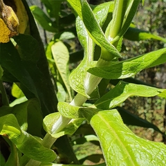 Calomeria amaranthoides