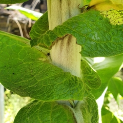 Calomeria amaranthoides