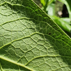 Calomeria amaranthoides