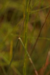 Solidago gracillima