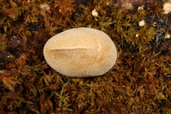 Bryoperdon acuminatum