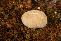 Bryoperdon acuminatum