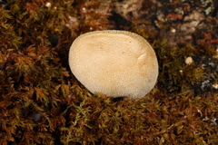 Bryoperdon acuminatum