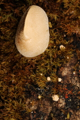 Bryoperdon acuminatum