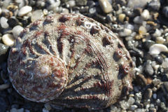 Haliotis scalaris emmae