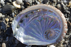 Haliotis scalaris emmae