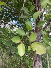 Muellerina celastroides
