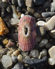 Amblychilepas oblonga