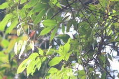 Chloropsis sonnerati