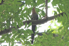 Zanclostomus javanicus