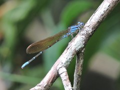 Argia albistigma