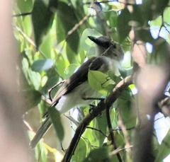 Pachycephala cinerea