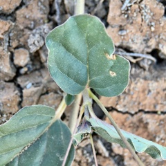 Boerhavia dominii
