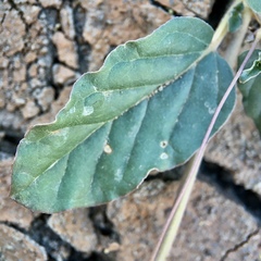 Boerhavia dominii