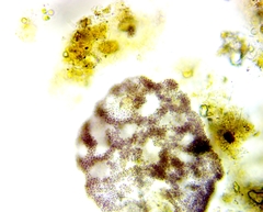 Lamprocystis roseopersicina