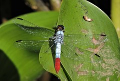 Planiplax erythropyga