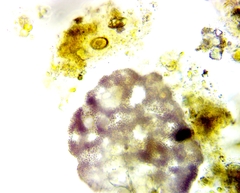 Lamprocystis roseopersicina