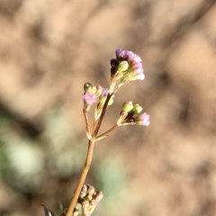 Boerhavia dominii