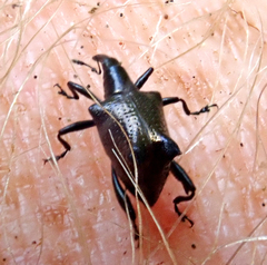 Scolopterus penicillatus