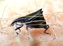Scolopterus penicillatus