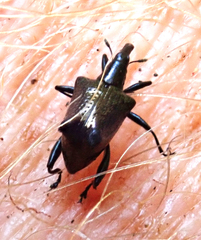Scolopterus penicillatus