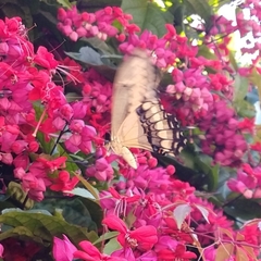 Heraclides thoas autocles