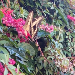 Heraclides thoas autocles