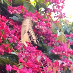 Heraclides thoas autocles