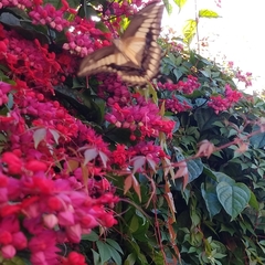 Heraclides thoas autocles