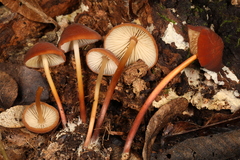 Marasmius cohaerens lachnophyllus